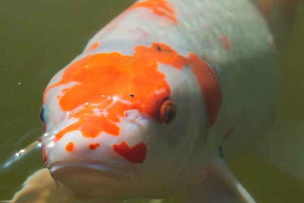 koi fish price in india