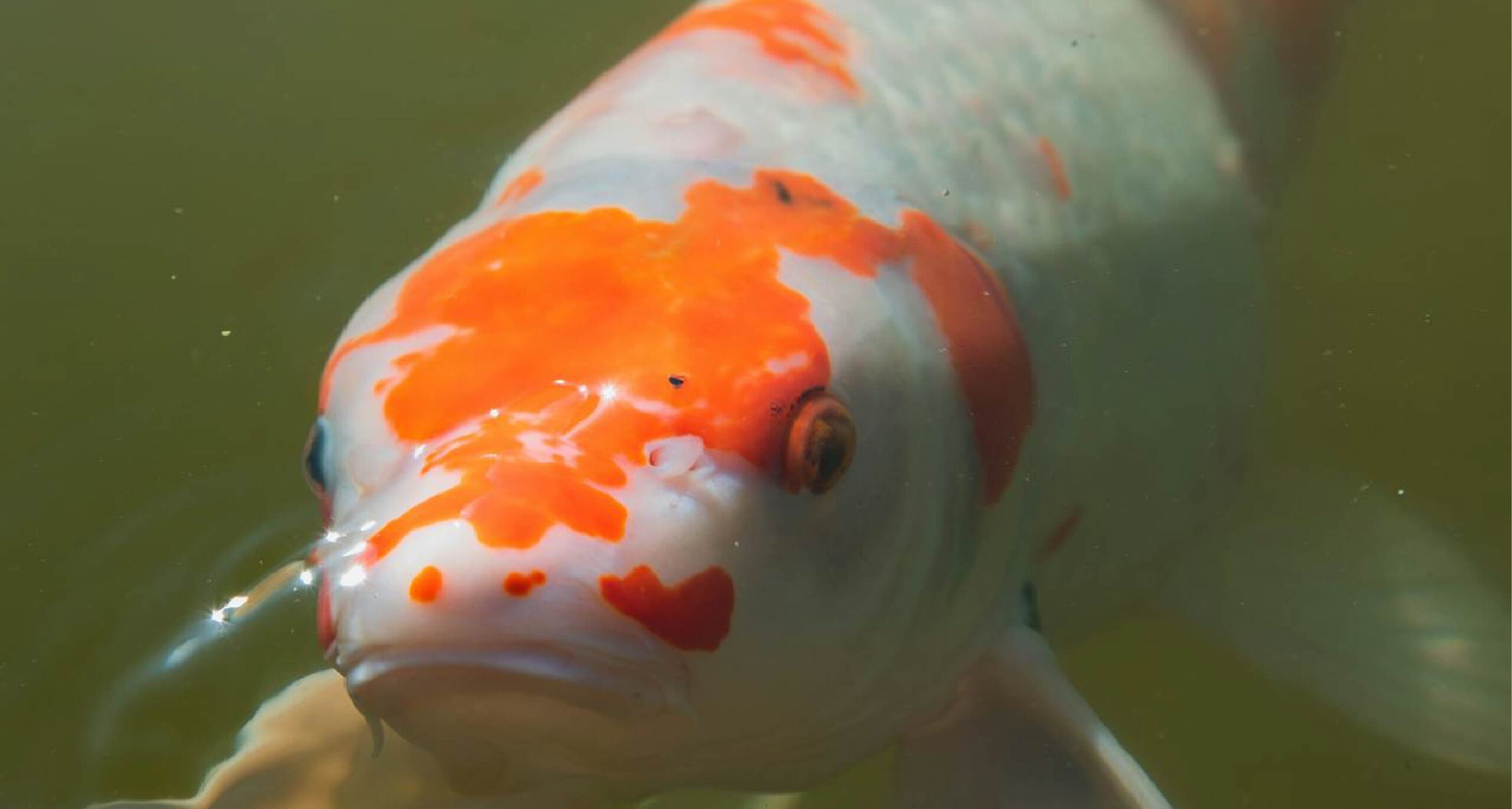 koi fish price in india