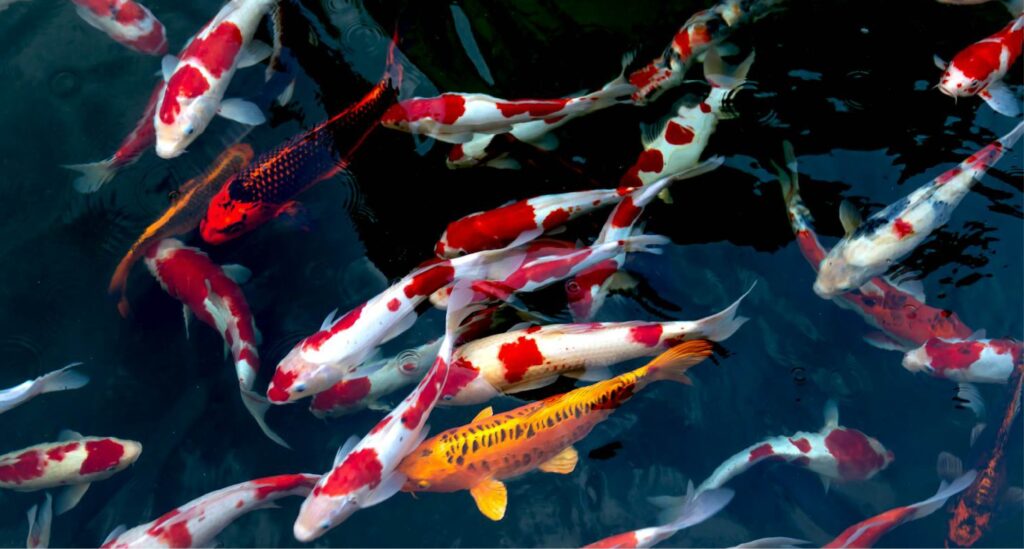 koi fish price in india