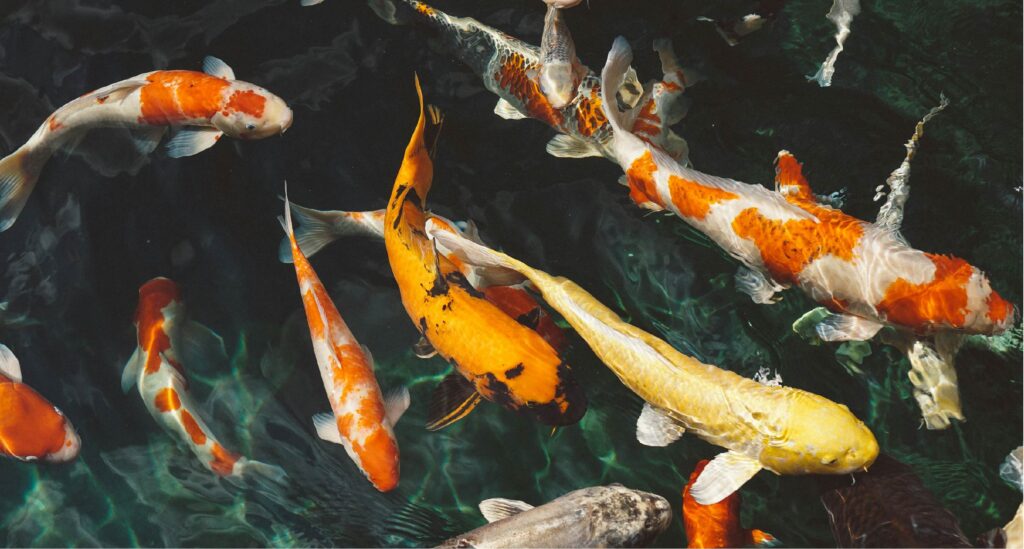 koi fish price in india